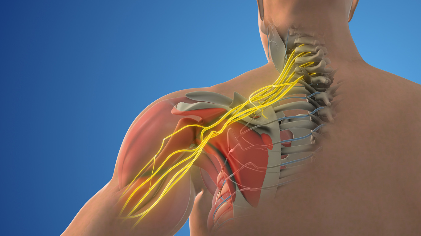 brachial plexus